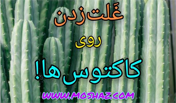 غلت‌زدن روی کاکتوس‌ها!