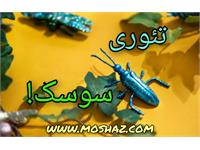 تئوری سوسک!