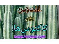 غلت‌زدن روی کاکتوس‌ها!